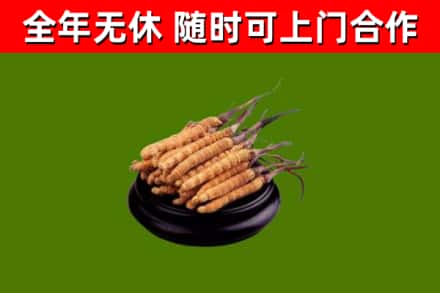 滕州市回收散虫草