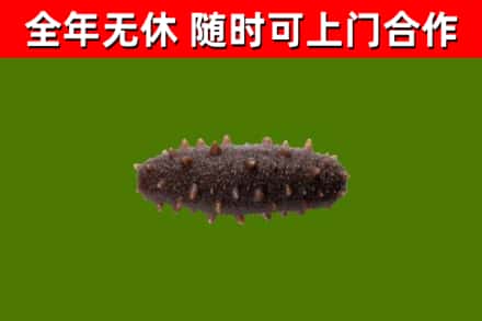 滕州市回收海参干